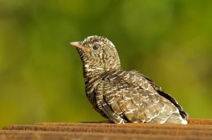 Threats and hazards to migrating birds