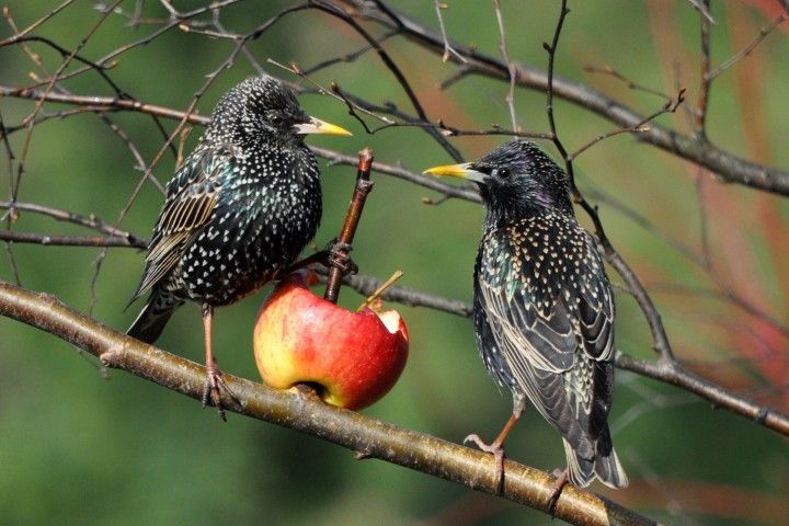 Feeding with an apple, photo by I. Strzebońska